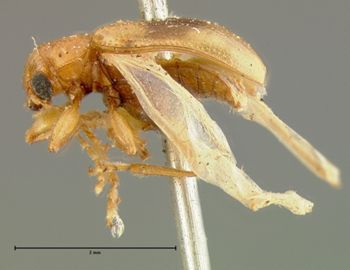 Media type: image;   Entomology 5058 Aspect: habitus lateral view